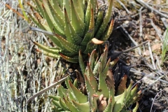 Haworthia-marginata,-Ashton (MF)