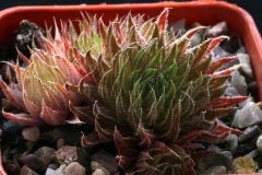 Haworthia marumiana [Cave Mountain, Graaf Reinet] VA5026 ex Willy