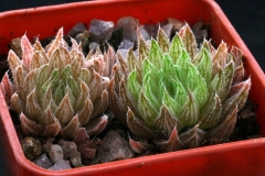 Haworthia marumiana [Cave Moutain] Special form ex Will