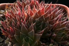 Haworthia marumiana HG2973