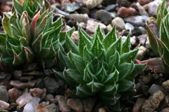 Haworthia marumiana Ham565 ex Hong Kong