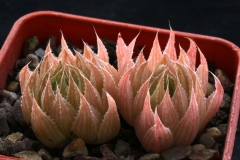 Haworthia marumiana JDV 9311 [Sterkstroom]