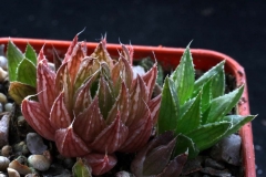 Haworthia marumiana ex Jozef