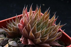 Haworthia marumiana ex Willy Ham2159