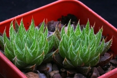 Haworthia marumiana ex Willy