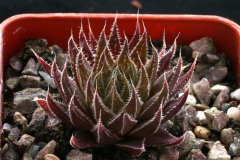 Haworthia marumiana (helmiae)VA2682