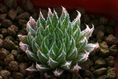 Haworthia marumiana v.archeri [Baviaanskloof] EA902 ex STC