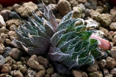 Haworthia marumiana v.archeri CC1777