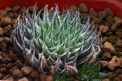 Haworthia marumiana v.archeri Ham955 My own seedling from two archeri cross.