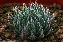 Haworthia marumiana v.archeri [Laingsburg] Ham571 ex T.Smale