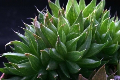 Haworthia marumiana v.batesiana (Clonotype) CC188