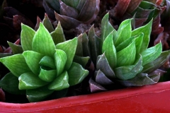 Haworthia marumiana v.batesiana [Tandjesberg, Graaf Reinet] ex T.Giuseppe