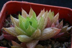 Haworthia marumiana v.batesiana VA6473 [Tandjiesberg] Ham