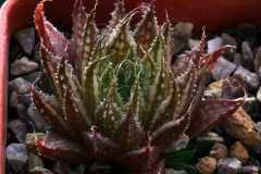 Haworthia marumiana v.dimorpha Ham2285 ex Willy