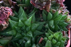 Haworthia marumiana v.reddii RS604