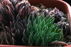 Haworthia marumiana var. acheri SPT622 ex Peter Bent