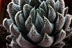 Haworthia minima Ham986 [Swellemdam] ex Woodside Nursery 1996