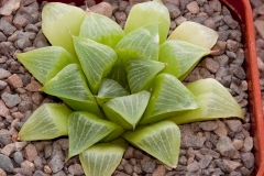 Haworthia mirabilis BH0755 Ex Harry Mays ISA99