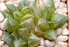 Haworthia mirabilis paradoxa BH0368 Ex Cocozza CC023