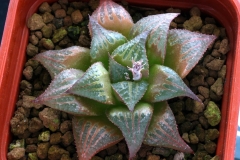 Haworthia mirabilis v. beukmaniana [Ethercourt] Ham980 ex D.Minors