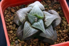 Haworthia mirabilis v.badia [N.W. of Napier] Ham254 DB01168.16