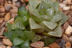 Haworthia mirabilis