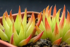 Haworthia monticola v.asema Ham435 Acquired this in Hong Kong in 1996