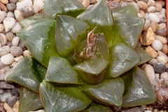 Haworthia mutica var. nigra BH0210