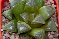 Haworthia mutica