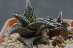 Haworthia nigra HAM1716 [Fish River] about 4cm across