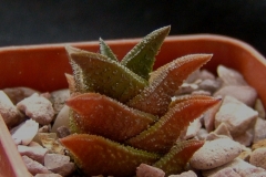 Haworthia nigra Ham411 [Fish River] Not a typical 'Fish River' form