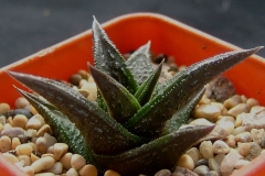 Haworthia nigra Ham886 Received as 'Big Form'