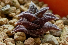 Haworthia nigra (diversifolia fa.nana) Ham546 My smallest haworthia - only 2cm across, very slow grower!!