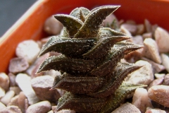 Haworthia nigra (pusilla) SPT 0193 JRB4150D Ham2564