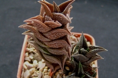 Haworthia nigra (received as schmidtiana v.suberecta) Ham2625