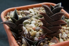 Haworthia nigra - typical form