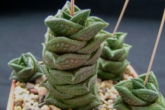 Haworthia nigra(diversifolia) [Beauford West] ex J.Henshaw 2000