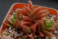 Haworthia nigra(diversifolia) Ham3329 [YO1595] ex Japan Note the raised tubercules on underside of leaves