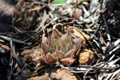 Haworthia nortieri, S. of Klawer (2) (MF)