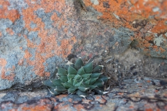 Haworthia nortieri, S. of Klawer (MF)