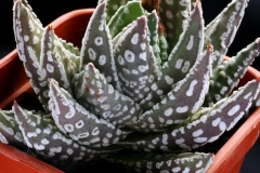 Haworthia pumila cultivar ex S.Hammer