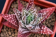 Haworthia pumila - selected from my own seed Cross between 2 'Donut' types