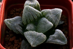 Haworthia pygmaea YO1106 [Moerasriver, S.Oudtshoorn] ex STC