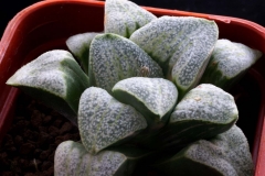 Haworthia pygmaea v.dekenahii Ham1033 ex Dorothy Minors