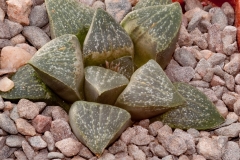Haworthia pygmaea var. argenteo-maculosa BH0577 Ex. Phil White JDV 9135