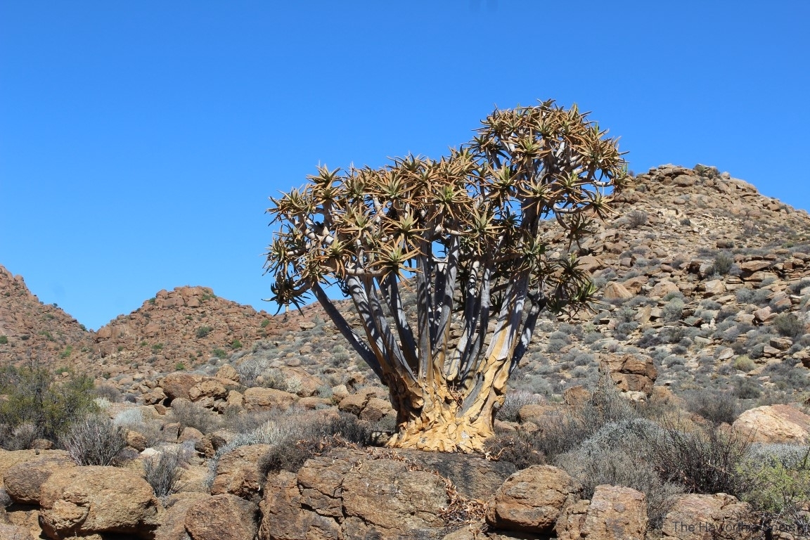 Aloe dichotoma, Goegap Nature Reserve (3)