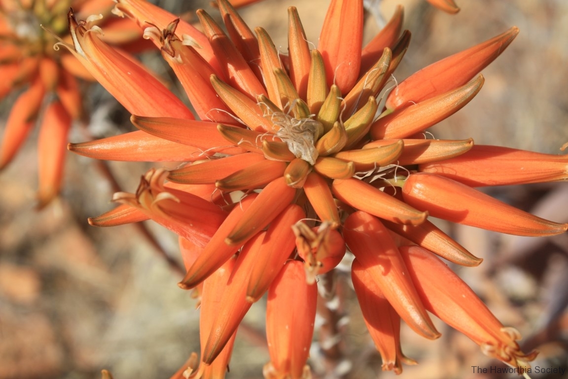 Aloe herreroensis, Keetmanshoop (2)