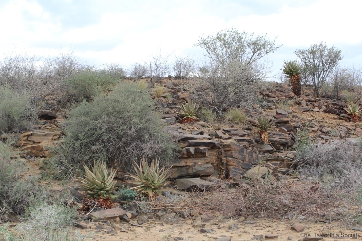 Aloe littoralis, Namib Naukluft (1)