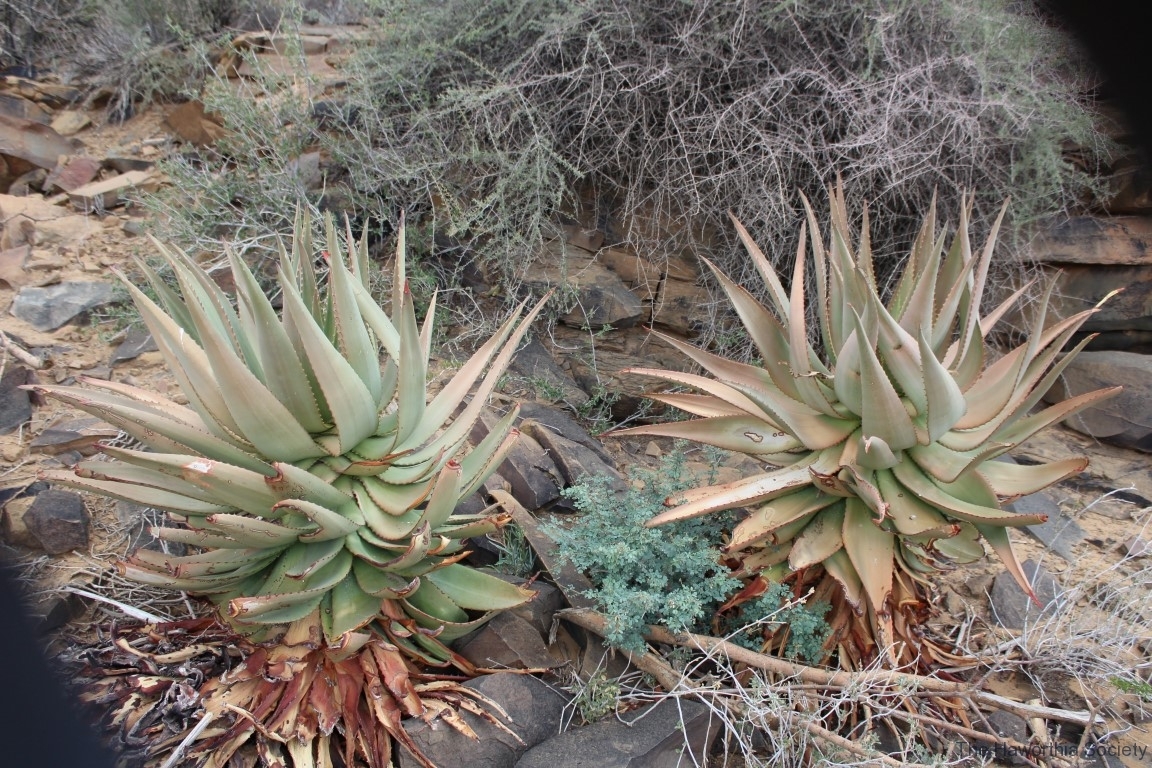 Aloe littoralis, Namib Naukluft (2)