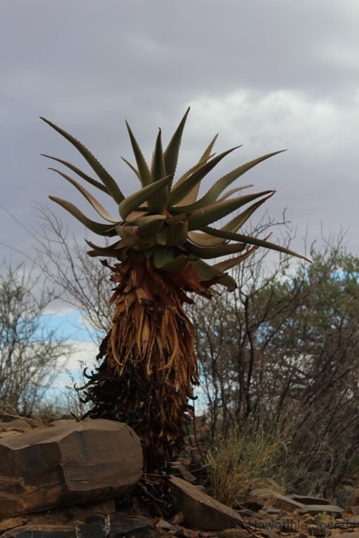Aloe littoralis, Namib Naukluft (4)